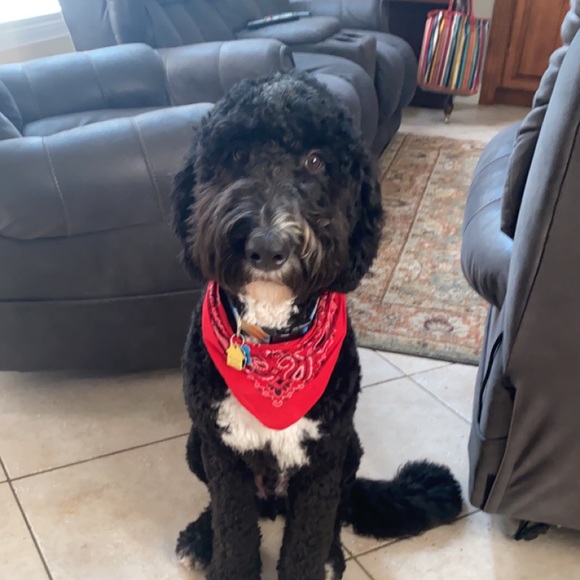 Meet your Posher, Aaron - Picture 1 of 1